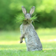 Image: Oliver Colle/Comedy Wildlife Photo Awards